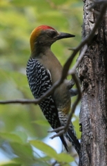 Hoffmann's Woodpecker Hoffmann's Woodpecker